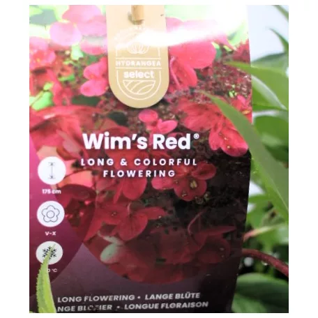 Bugás hortenzia Hydrangea paniculata Wims Red P19