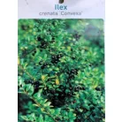 Csipkéslevelű magyal Ilex crenata Convexa C7.5