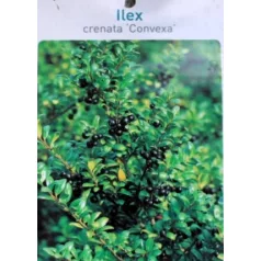 Csipkéslevelű magyal Ilex crenata Convexa C7.5
