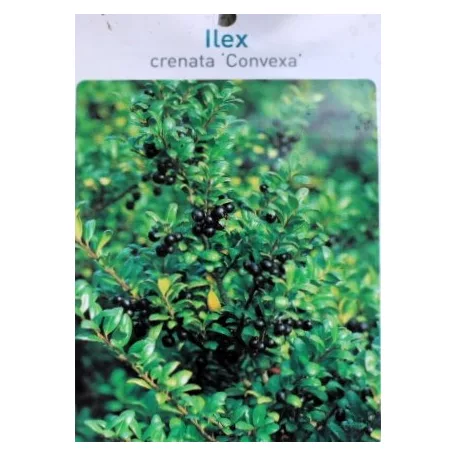 Csipkéslevelű magyal Ilex crenata Convexa C7.5