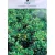 Csipkéslevelű magyal Ilex crenata Convexa C7.5