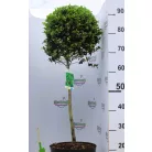 Csipkéslevelű magyal Ilex crenata Convexa C7.5