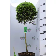 Csipkéslevelű magyal Ilex crenata Convexa C7.5