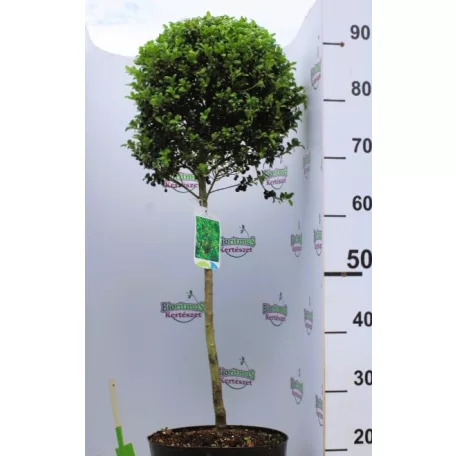 Csipkéslevelű magyal Ilex crenata Convexa C7.5