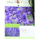 Angol levendula (sötétkék) Lavandula angustifolia Hidcote C7.5