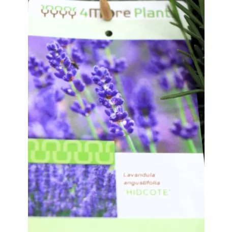 Angol levendula (sötétkék) Lavandula angustifolia Hidcote C7.5