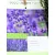 Angol levendula (sötétkék) Lavandula angustifolia Hidcote C7.5