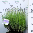 Angol levendula (sötétkék) Lavandula angustifolia Hidcote C7.5