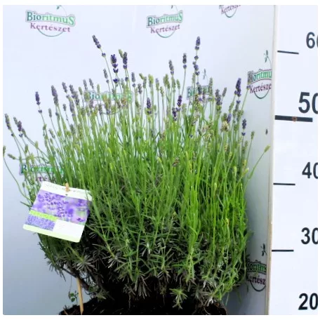 Angol levendula (sötétkék) Lavandula angustifolia Hidcote C7.5