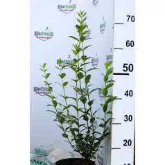 Széleslevelű fagyal Ligustrum ovalifolium C2