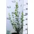 Széleslevelű fagyal Ligustrum ovalifolium C2