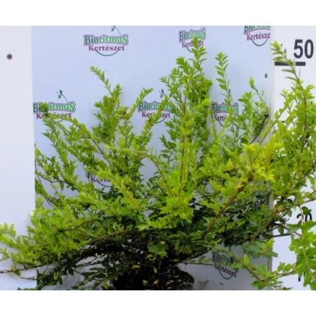 Terülő mirtuszlonc Lonicera nitida Maigrün P15