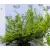 Terülő mirtuszlonc Lonicera nitida Maigrün P15