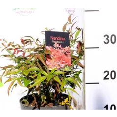 Japán szentfa Nandina domestica Obsessed P17