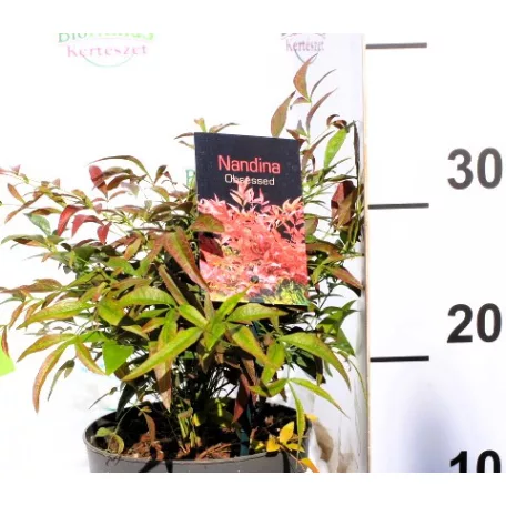 Japán szentfa Nandina domestica Obsessed P17