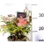 Japán szentfa Nandina domestica Obsessed P17
