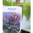 Nagylevelű császárfa Paulownia tomentosa C3