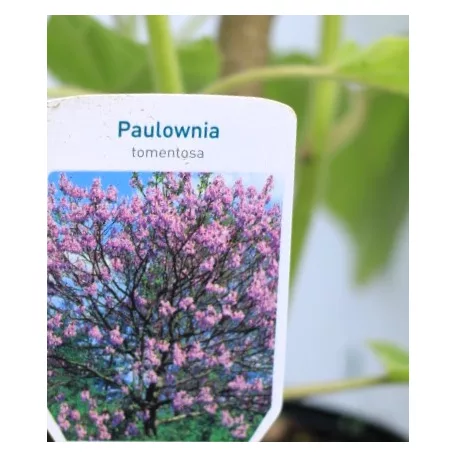 Nagylevelű császárfa Paulownia tomentosa C3