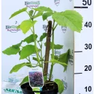 Nagylevelű császárfa Paulownia tomentosa C3