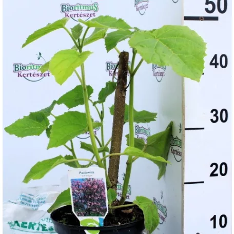 Nagylevelű császárfa Paulownia tomentosa C3