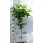 Gömbakác Robinia pseudoacacia Umbraculifera C3
