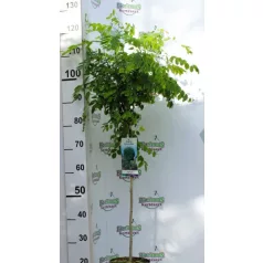 Gömbakác Robinia pseudoacacia Umbraculifera C3