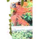 Ehető madárberkenye Sorbus aucuparia Edulis C3