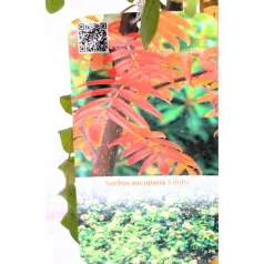 Ehető madárberkenye Sorbus aucuparia Edulis C3