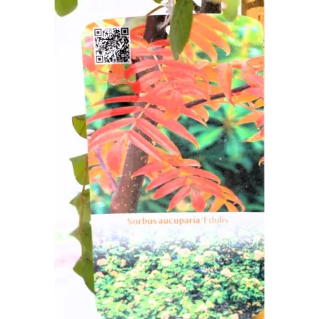 Ehető madárberkenye Sorbus aucuparia Edulis C3