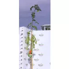 Ehető madárberkenye Sorbus aucuparia Edulis C3