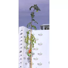 Ehető madárberkenye Sorbus aucuparia Edulis C3
