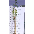 Ehető madárberkenye Sorbus aucuparia Edulis C3