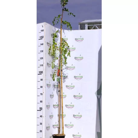 Ehető madárberkenye Sorbus aucuparia Edulis C3
