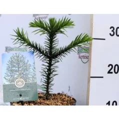 Chilei araukária Araucaria araucana C2.5