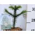 Chilei araukária Araucaria araucana C2.5