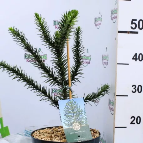 Chilei araukária Araucaria araucana C5