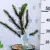 Chilei araukária Araucaria araucana C5