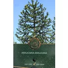 Chilei araukária Araucaria araucana C5