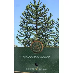Chilei araukária Araucaria araucana C5
