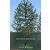 Chilei araukária Araucaria araucana C5