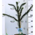 Chilei araukária Araucaria araucana C5