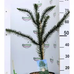 Chilei araukária Araucaria araucana C5