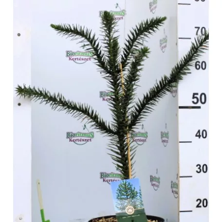 Chilei araukária Araucaria araucana C5