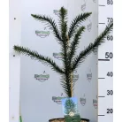 Chilei araukária Araucaria araucana C5