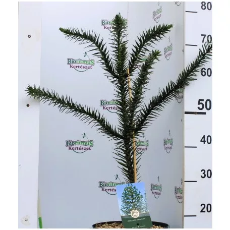 Chilei araukária Araucaria araucana C5
