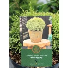 Oregoni hamisciprus Chamaecyparis lawsoniana Globosa C3.5