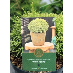 Oregoni hamisciprus Chamaecyparis lawsoniana Globosa C3.5
