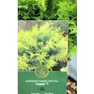 Oregoni hamisciprus Chamaecyparis lawsoniana Globosa C3.5