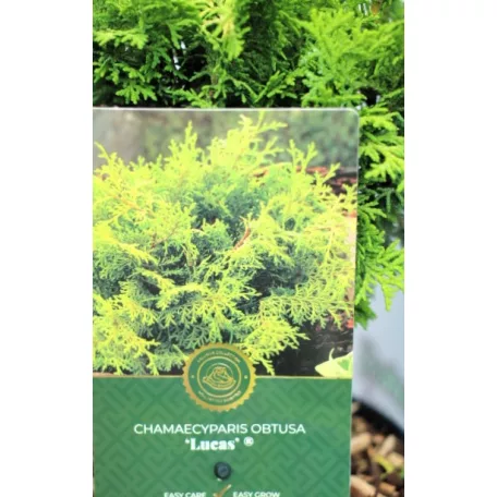 Oregoni hamisciprus Chamaecyparis lawsoniana Globosa C3.5