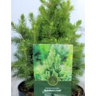 Oregoni hamisciprus Chamaecyparis lawsoniana Globosa C3.5